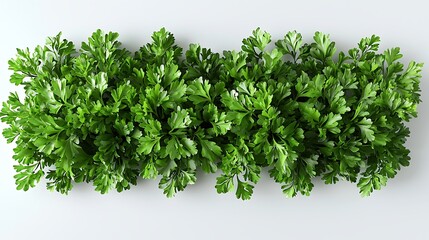 Obraz premium Fresh Parsley Border on White Background - Culinary Herb Ingredient