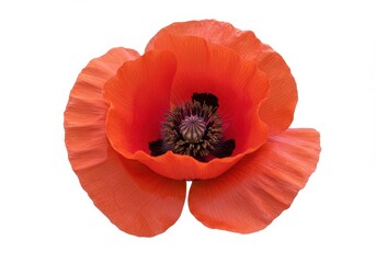 Close up of a vibrant red poppy flower with a dark center against a white background in full bloom