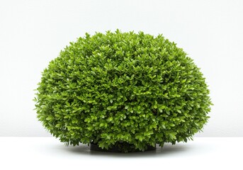 Fototapeta premium A small round green bush in a pot against a white background in a studio setting with soft lighting