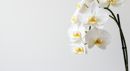 Obraz premium A close up of white orchid flowers with yellow centers against a plain white background space for text