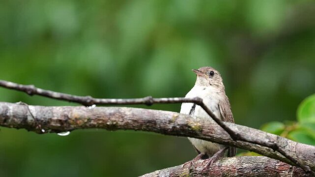 A Southern House Wren (Troglodytes musculus) perched on a tree branch, singing its distinctive song. This small, energetic bird is known for its loud and varied calls, often heard in suburban and rura
