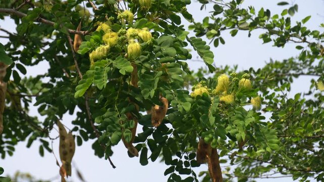 Flowering Siris tree, Albizia lebbeck, displays a lush canopy with fluffy yellowish-green flower clusters, showcasing natural beauty, botanical diversity, and tropical greenery.