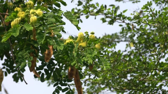 Flowering Siris tree, Albizia lebbeck, displays a lush canopy with fluffy yellowish-green flower clusters, showcasing natural beauty, botanical diversity, and tropical greenery.