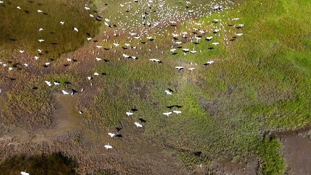 Coastal wetlands in Brunswick, Georgia with wildlife, shore birds in flight over green marsh land in summer