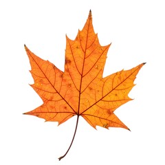 Obraz premium Vibrant Orange Autumn Maple Leaf A Stunning Close-Up of Nature's Fall Colors