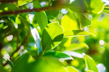 Natural plant green leaf in garden with bokeh background