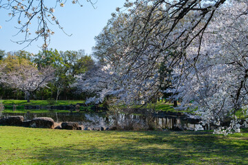 輝く桜並木