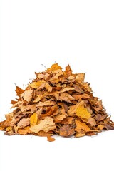 Autumnal pile of crisp fallen leaves on a white background capturing the seasonal beauty with a low angle shot in a studio setting showcasing the vibrant colors