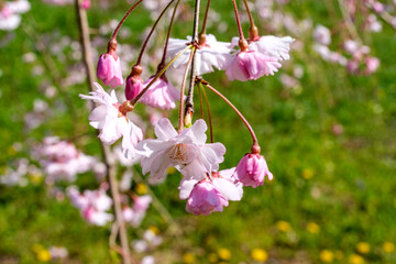 枝垂れ桜とタンポポ