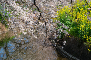 桜並木と菜の花