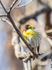Eurasian siskin male, latin name spinus spinus, sitting on branch of tree. Cute little yellow songbird.