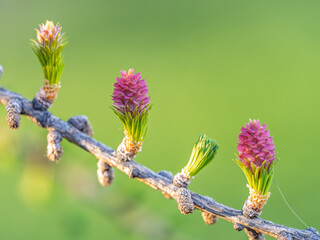Larch tree fresh pink cones blossom at spring on nature background