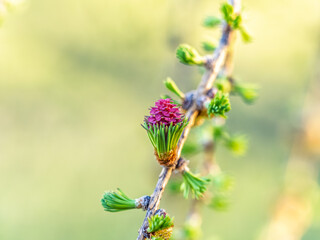 Larch tree fresh pink cones blossom at spring on nature background