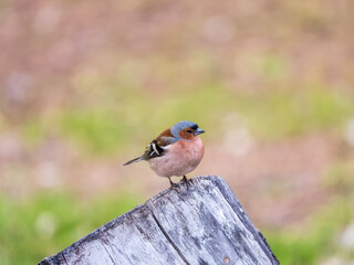 Common chaffinch, Fringilla coelebs, sits on a tree. Common chaffinch in wildlife.