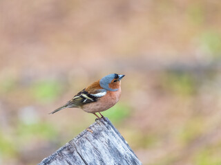 Common chaffinch, Fringilla coelebs, sits on a tree. Common chaffinch in wildlife.