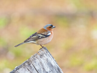 Common chaffinch, Fringilla coelebs, sits on a tree. Common chaffinch in wildlife.