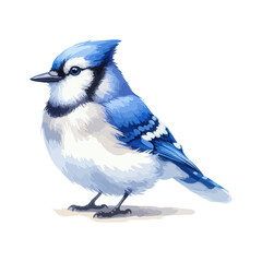 Handmade watercolor of a Blue Jay standing, featuring vivid blue feathers and soft brushstrokes, isolated on a clean white background for versatile designs