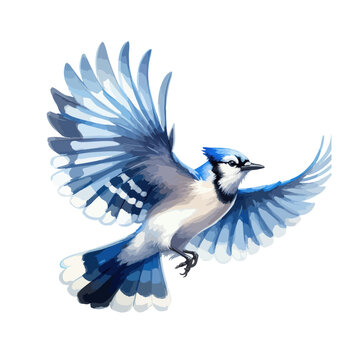 Handmade watercolor of a Blue Jay standing, featuring vivid blue feathers and soft brushstrokes, isolated on a clean white background for versatile designs