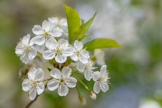 Cherry branch with white flowers.