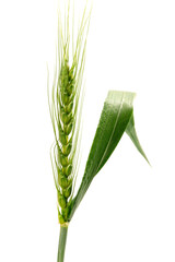 まだ青い麦の穂