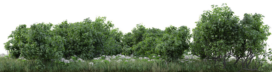 Forest, Meadow and floral in natural with isolated on transparent background - PNG file, 3D rendering illustration for create and design or etc