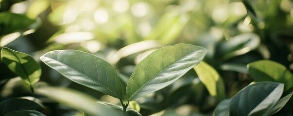 Close-up view of lush green leaves in sunlight.