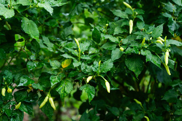 Harvesting green chilies organic garden nature lush environment close-up perspective growth