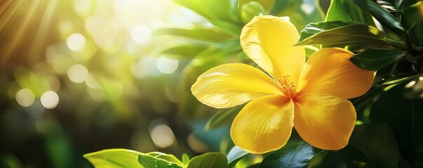 Fototapeta premium Vibrant yellow flower bathed in sunlight.