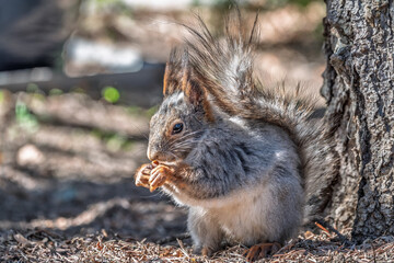Squirrel in autumn or spring with nut on the green grass with fallen yellow leaves