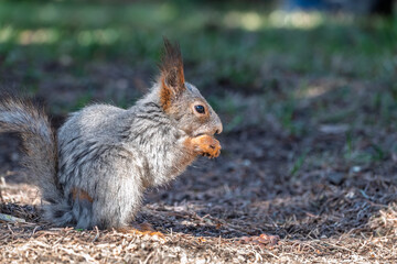 Squirrel in autumn or spring with nut on the green grass with fallen yellow leaves