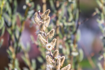 Nature awakes in spring. Blooming willow twigs and furry willow-catkins, so called seals or cats. Holly willow, Salix caprea