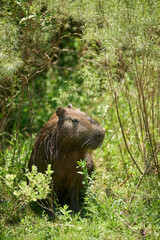 Male capybara, hydrochoerus hydrochaeris, largest living rodent, native to South America, in El Palmar National Park, Entre Rios, Argentina.