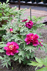 ボタン「紫天門」Peony