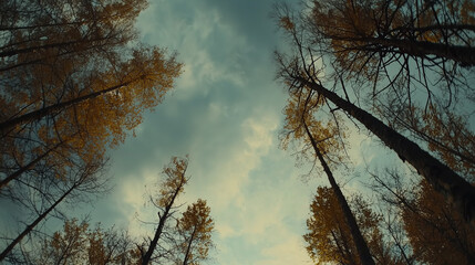 Low angle shot looking up at tall autumn trees with dramatic cloudy sky background, golden sunlight filtering through branches