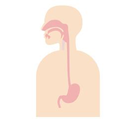 横から見たリアルな食道から胃までの解剖学イラスト