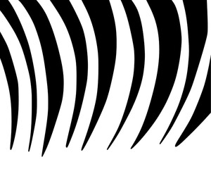 zebra skin pattern hand drawn 
