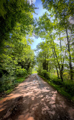 A serene dirt road, lined with majestic and vibrant trees, beckoning for peaceful walks and endless exploration