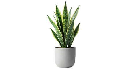 Snake Plant (Sansevieria) with Upright Green Sword-Like Leaves in Simple pot on Transparent...