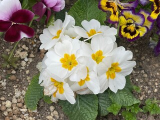 Primula