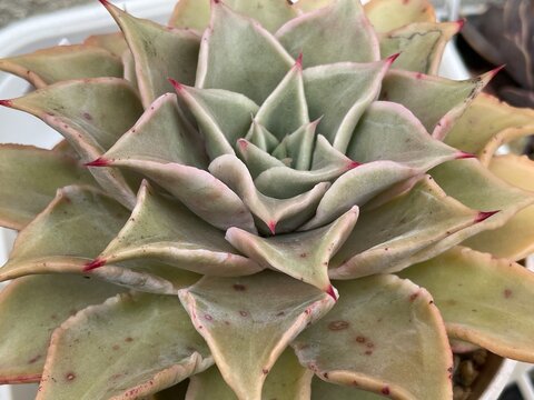 エケベリア　マディバ　多肉植物