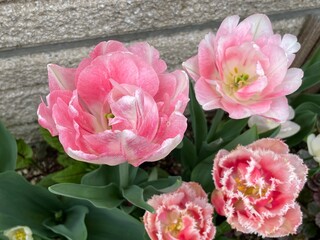 Tulips in the garden in spring