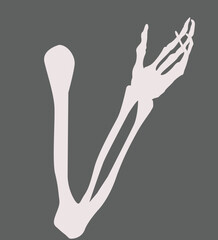 Obraz premium hand and finger bones.human skeleton bone hands.