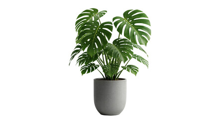 Monstera Deliciosa with Distinctive Split Leaves in Contemporary Gray Pot on Transparent Background