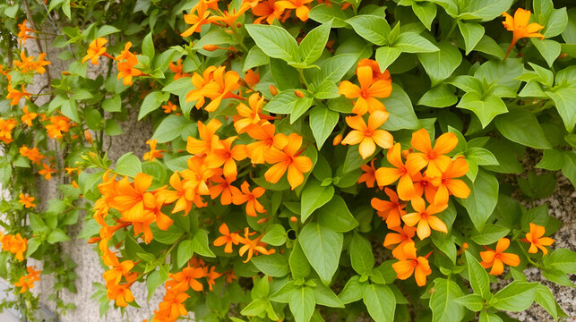 A vibrant vine with orange flowers, ideal for natural decoration or as a climbing plant for outdoor gardens.