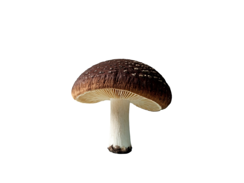 mushroom, photorealistic, macro photography, brown cap, white stem, amanita, forest floor, earthy tones, textured surface, PNG file isolated on transparent background, cut out, clipping path
