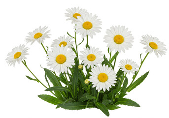 Obraz premium A bouquet of daisies, vibrant and pristine