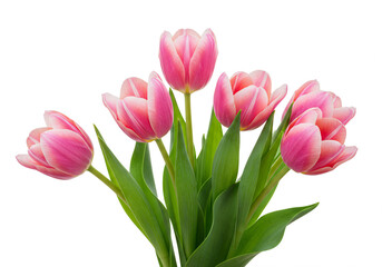 A bouquet of delicate pink spring tulips