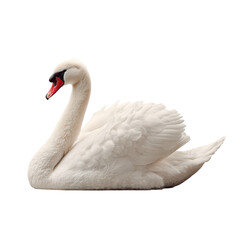 Elegant white swan with distinctive features on a white background. Animal isolated on white background.