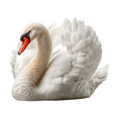 Elegant swan with detailed feathers against a white background. Animal isolated on white background.
