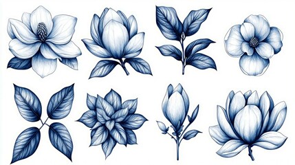 Blue Magnolia Flowers Botanical Illustration